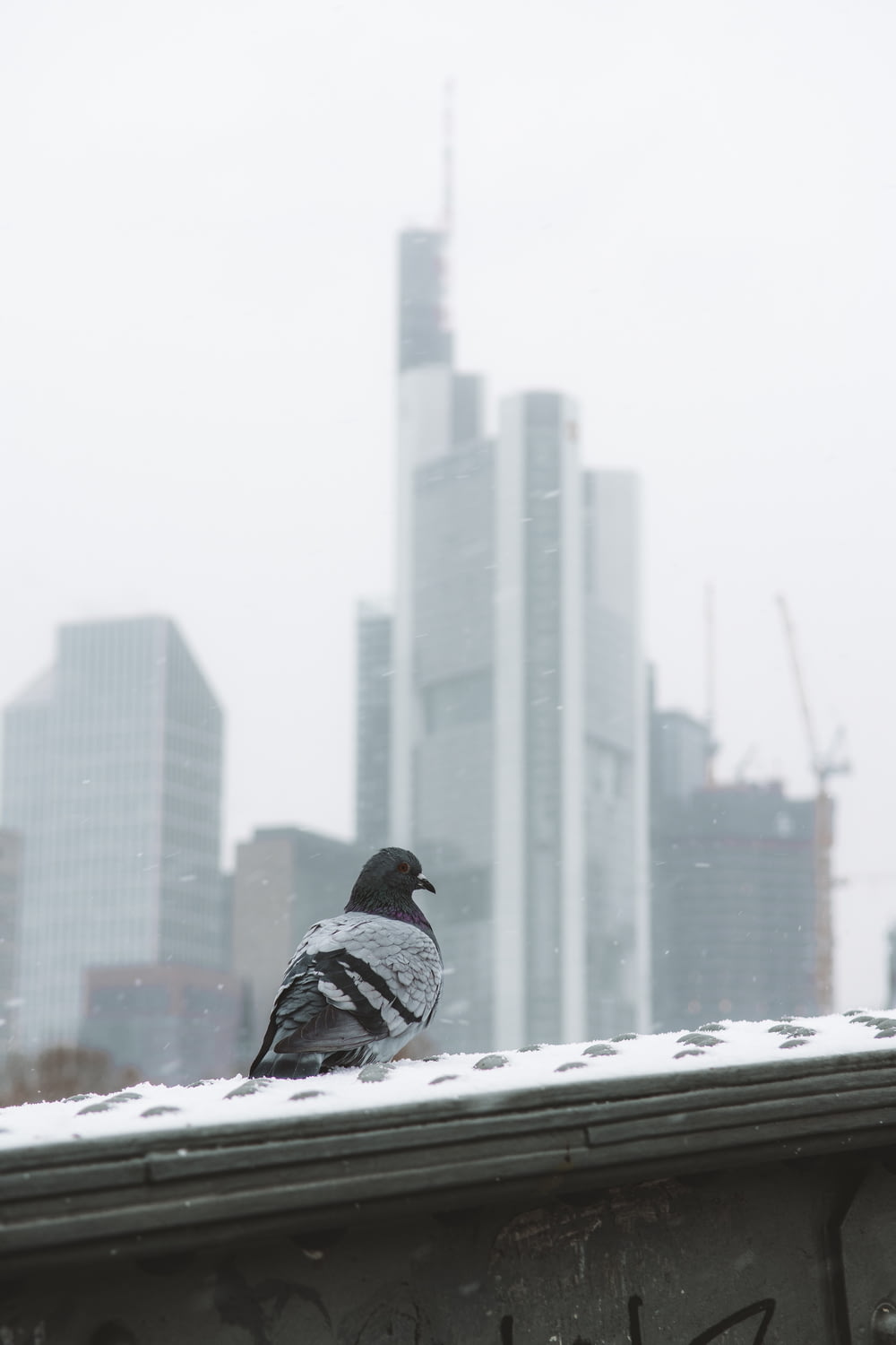 a bird sitting on top of a roof covered in snow