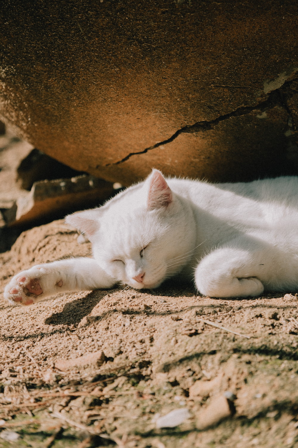 un chat blanc couché sur un sol sablonneux