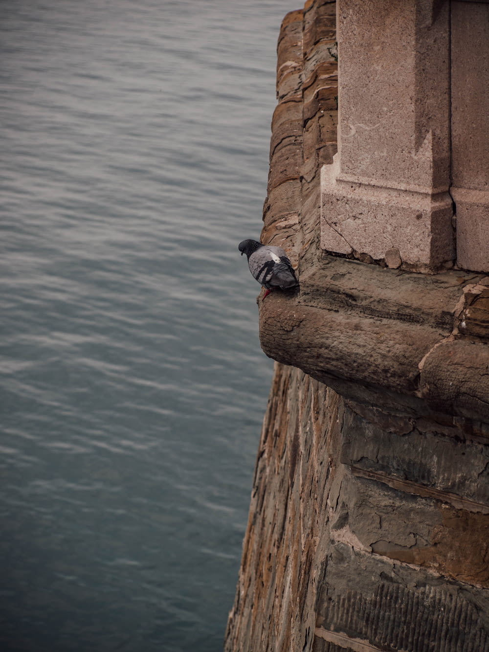 a bird sitting on a ledge next to a body of water