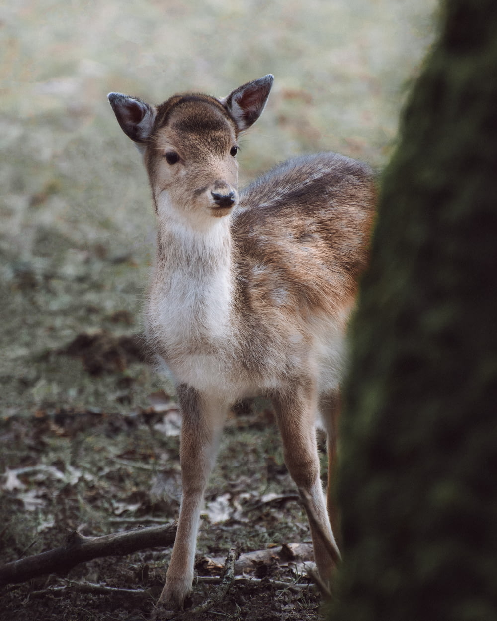 a small deer standing next to a tree