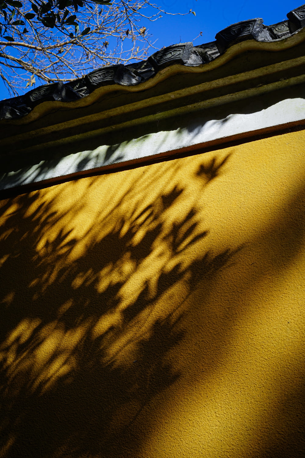 a shadow of a plant on a yellow wall