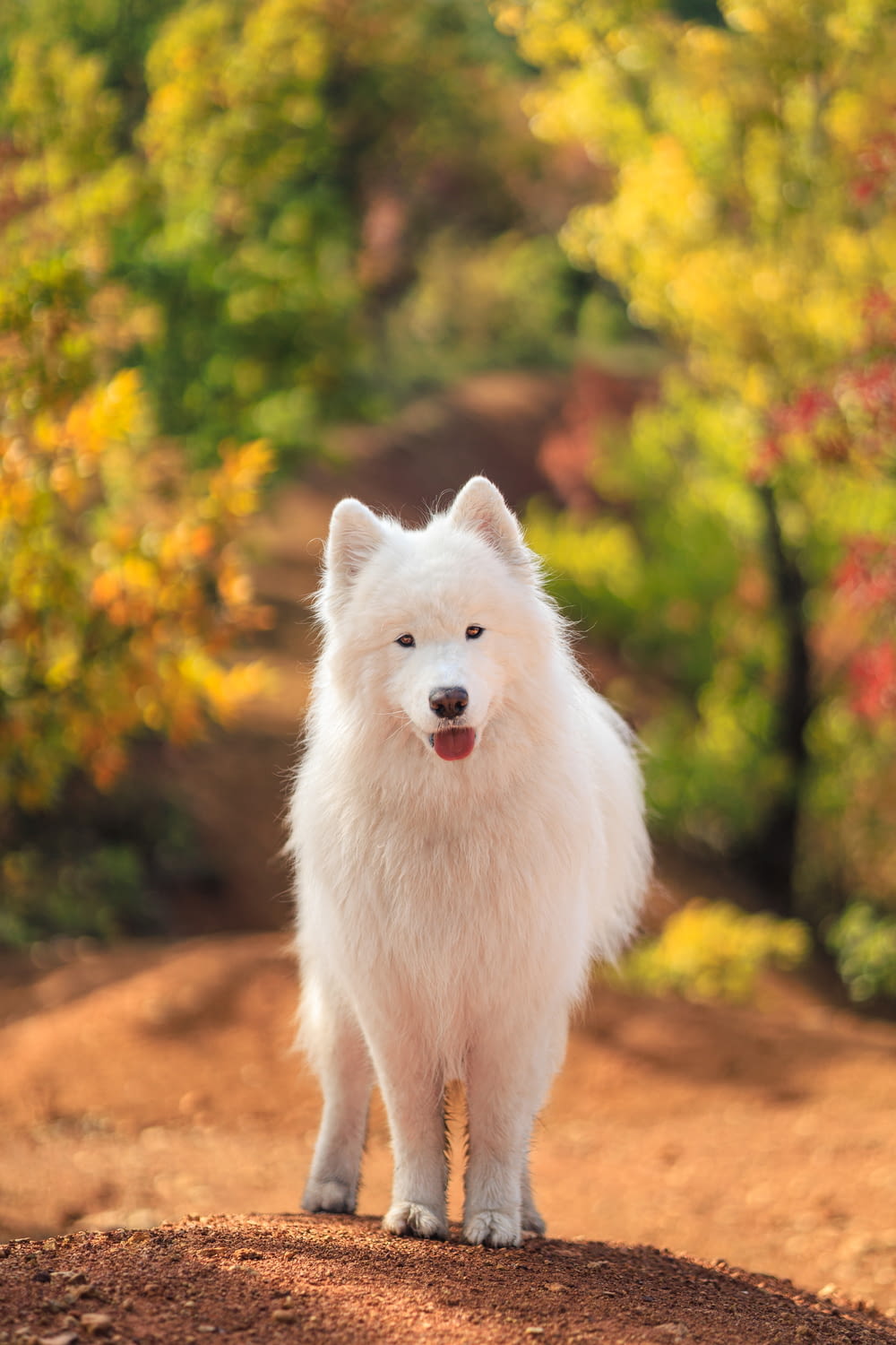 a white dog standing on top of a dirt road