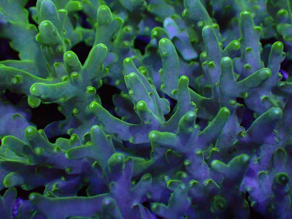 a close up of a green and purple coral