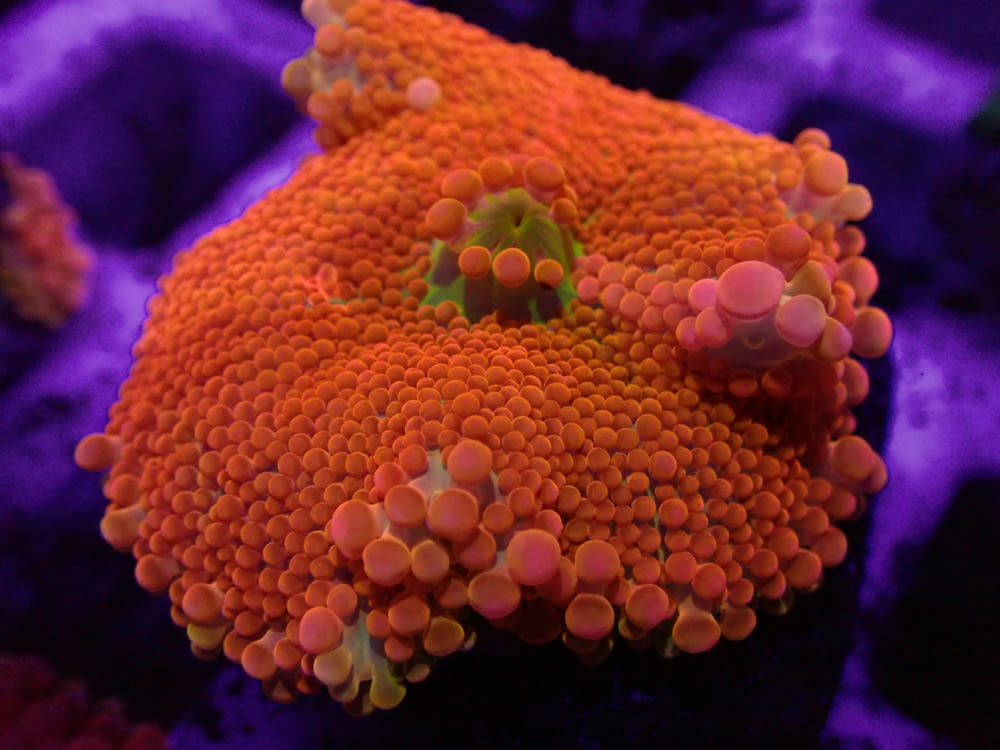 a close up of an orange and purple coral