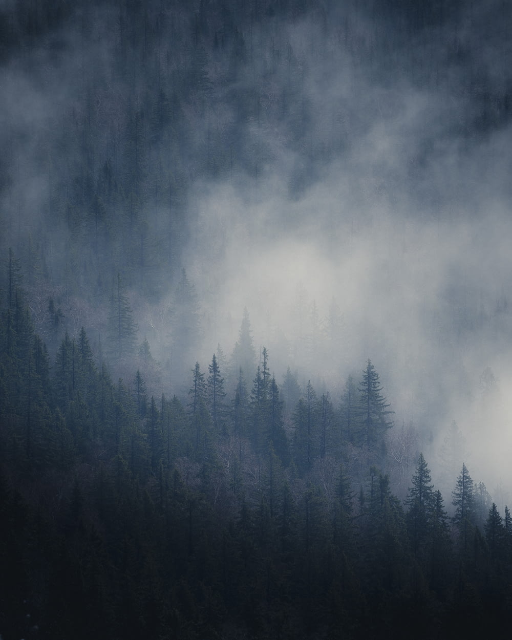 Ein Wald mit Nebel und tief liegenden Wolken bedeckt