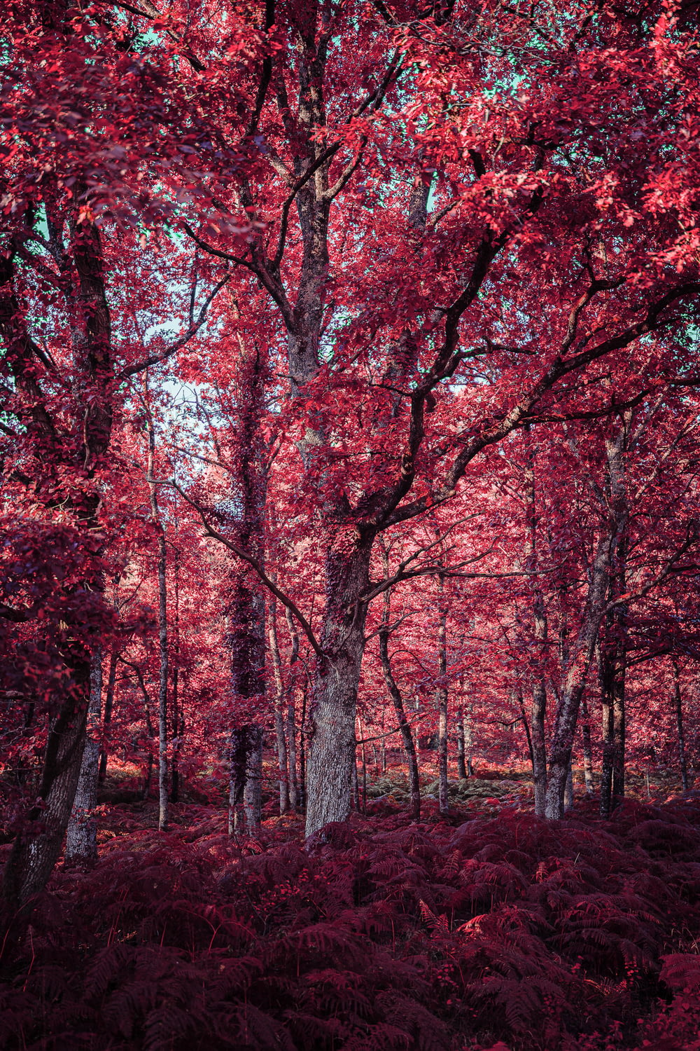 a forest filled with lots of trees covered in red leaves