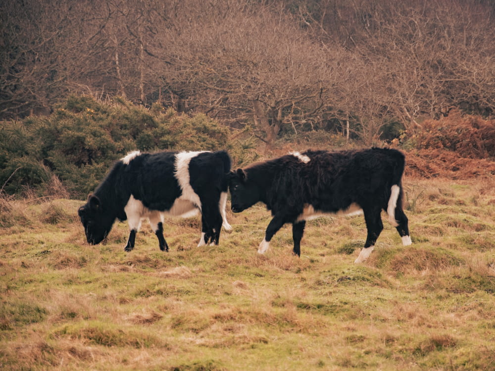 two black and white cows grazing in a field