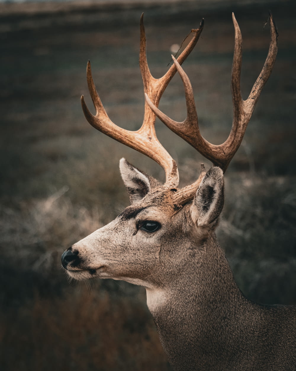 a close up of a deer's head with antlers