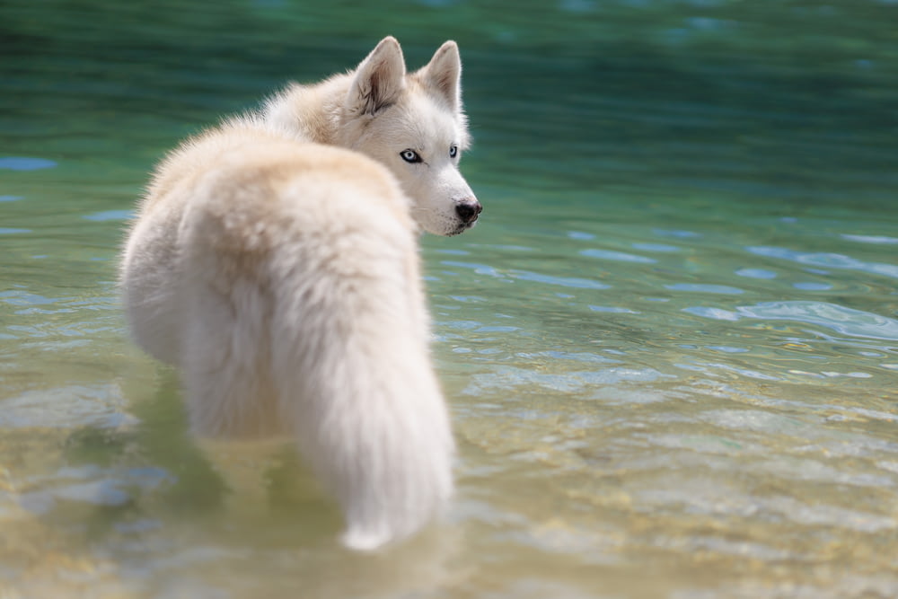 Un primer plano de un perro en un cuerpo de agua