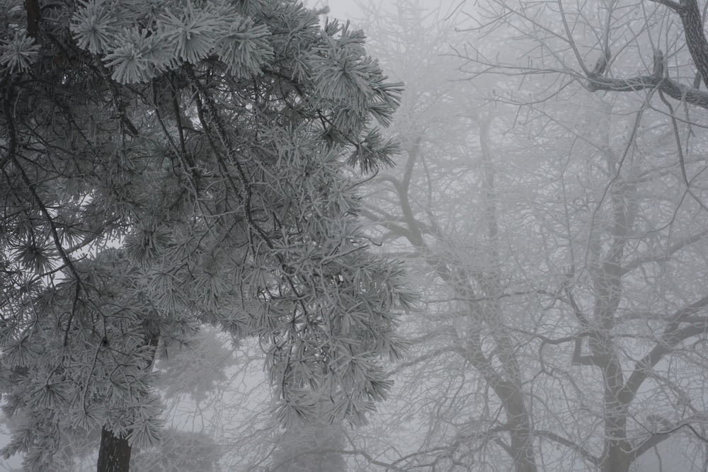 Un bosque lleno de muchos árboles cubiertos de nieve