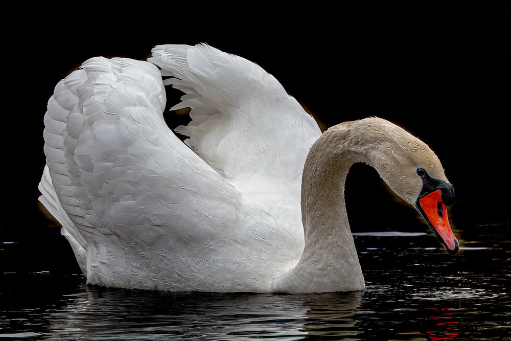 a large white swan swimming on top of a body of water