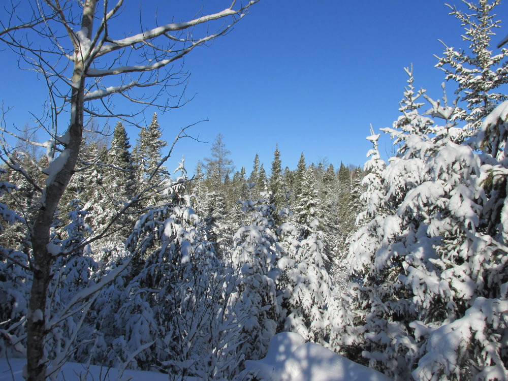 a view of a forest covered in snow