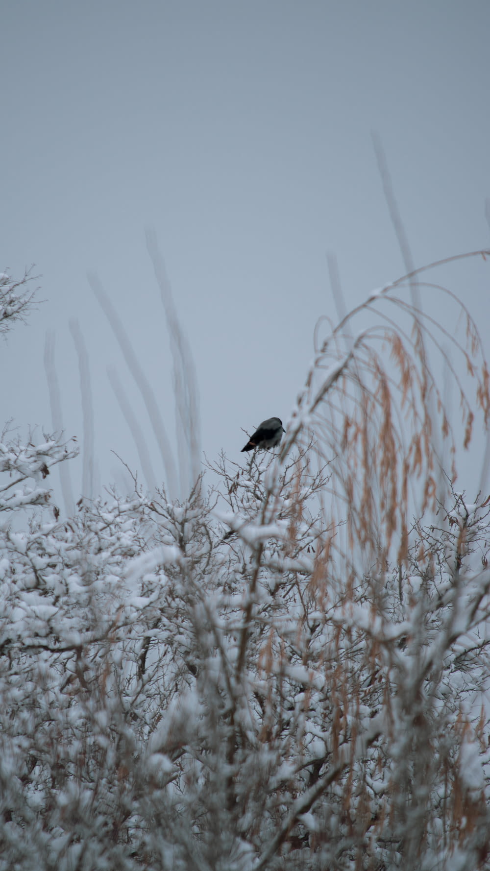 a black bird sitting on top of a tree covered in snow