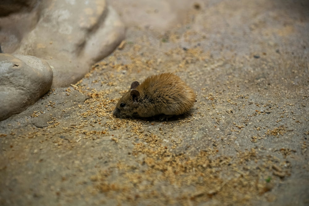 a small rodent sitting on the ground next to a rock