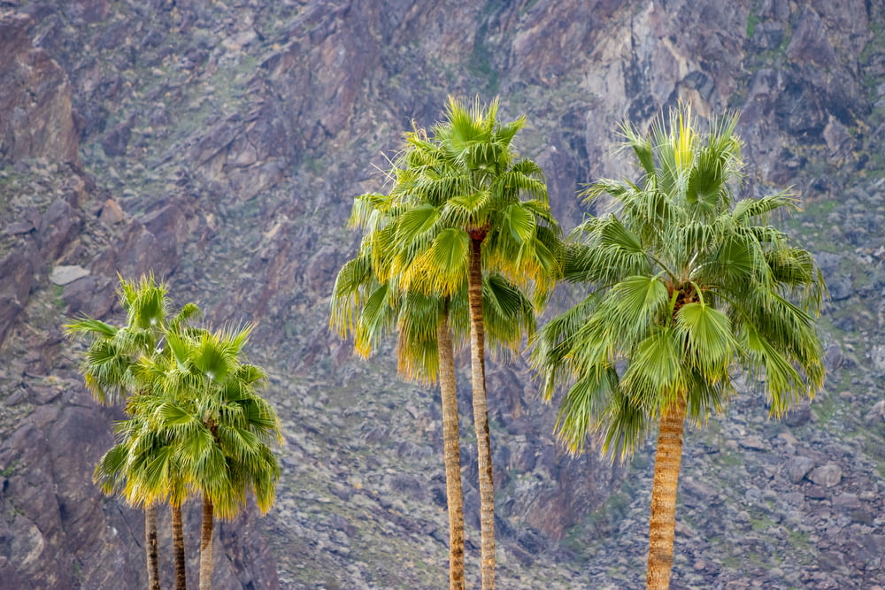 a group of palm trees in front of a mountain