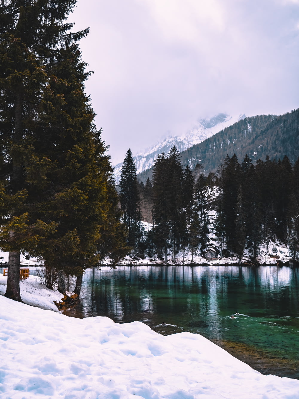 Ein See, umgeben von schneebedeckten Bäumen und Bergen