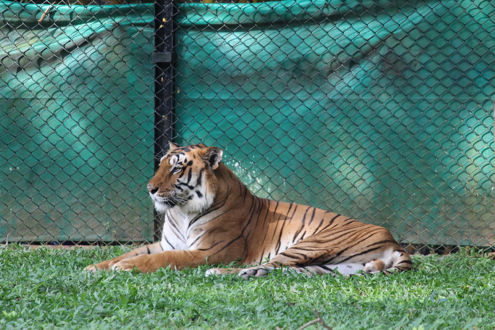a tiger laying in the grass behind a fence