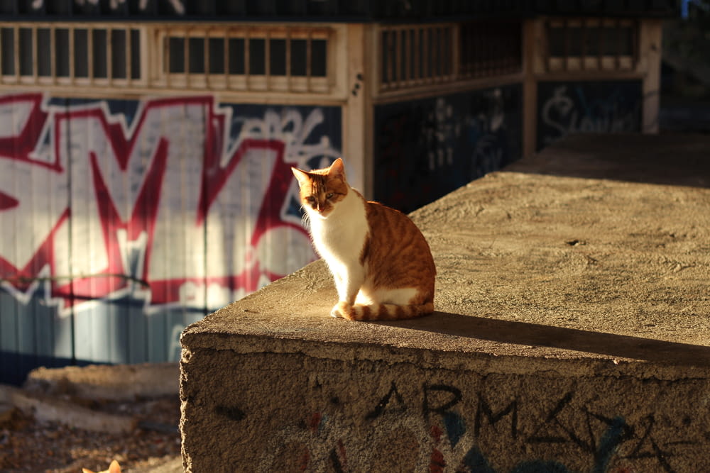 an orange and white cat sitting on top of a cement block