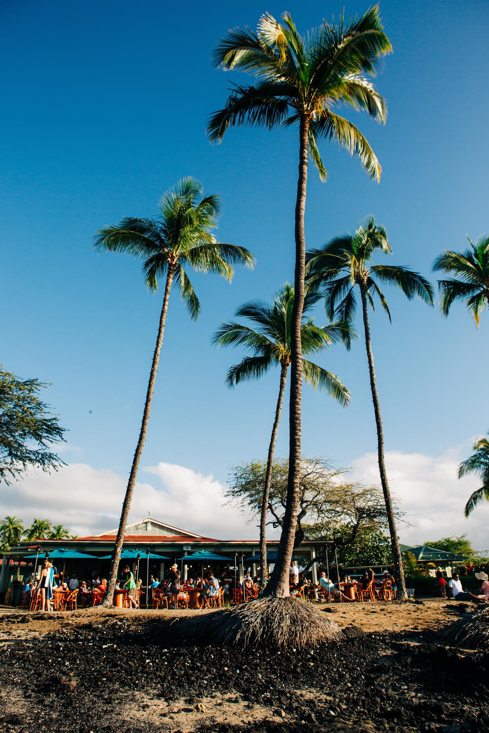 a group of people sitting under palm trees