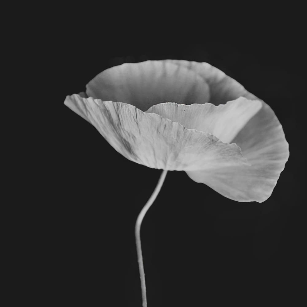 a single white flower with a black background