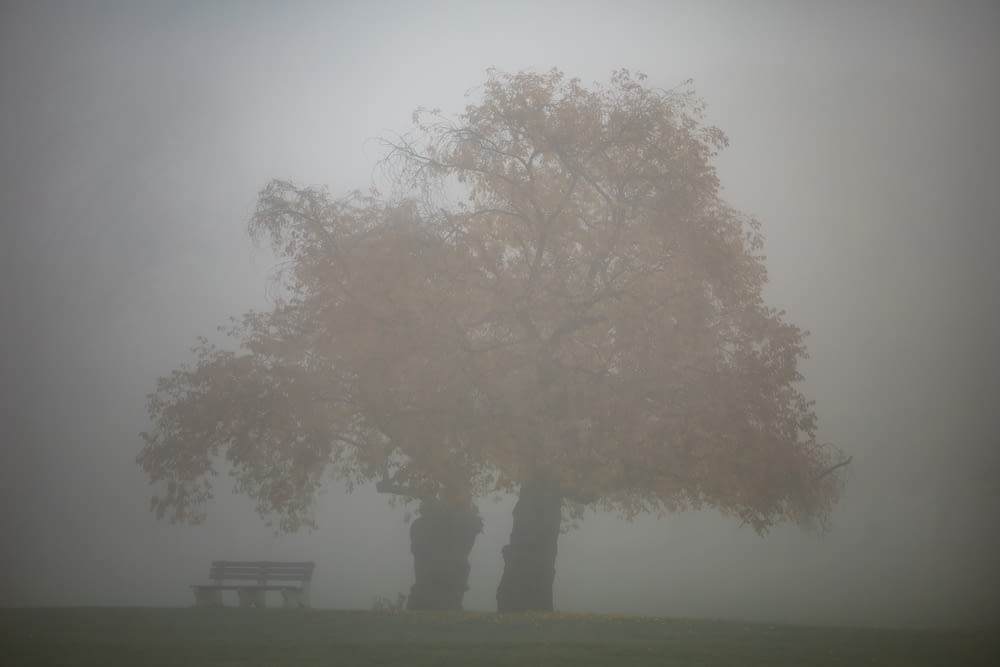 a bench under a tree on a foggy day