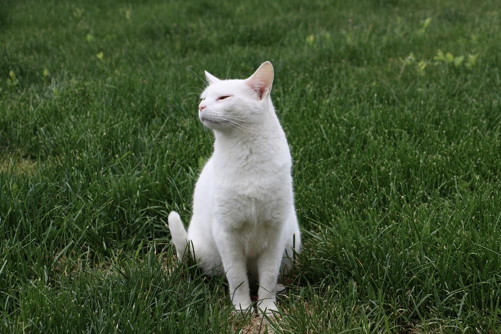 a white cat is sitting in the grass