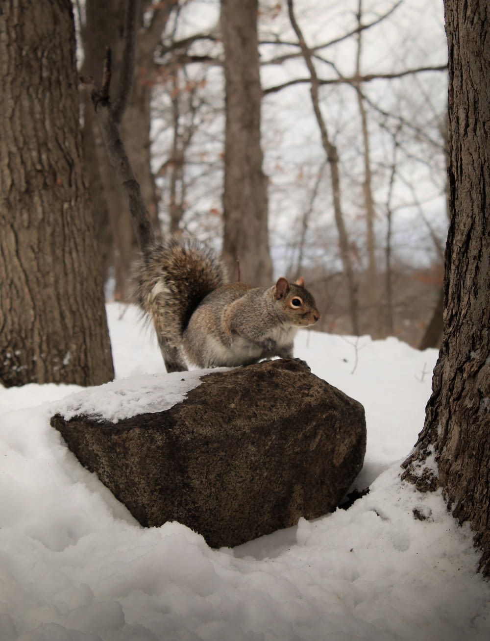 a squirrel is standing on a rock in the snow