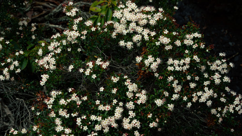 un arbusto con flores blancas y hojas verdes