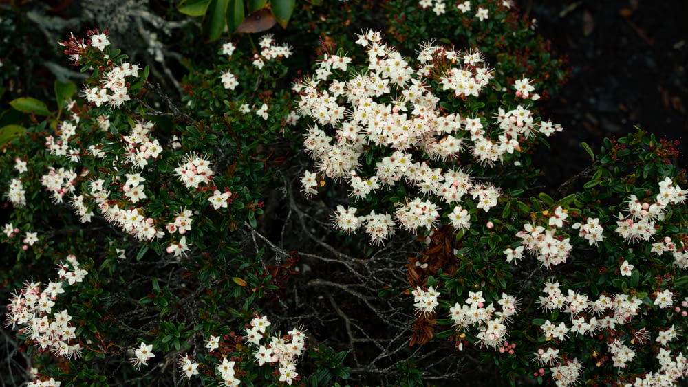 un ramo de flores blancas que están en un arbusto