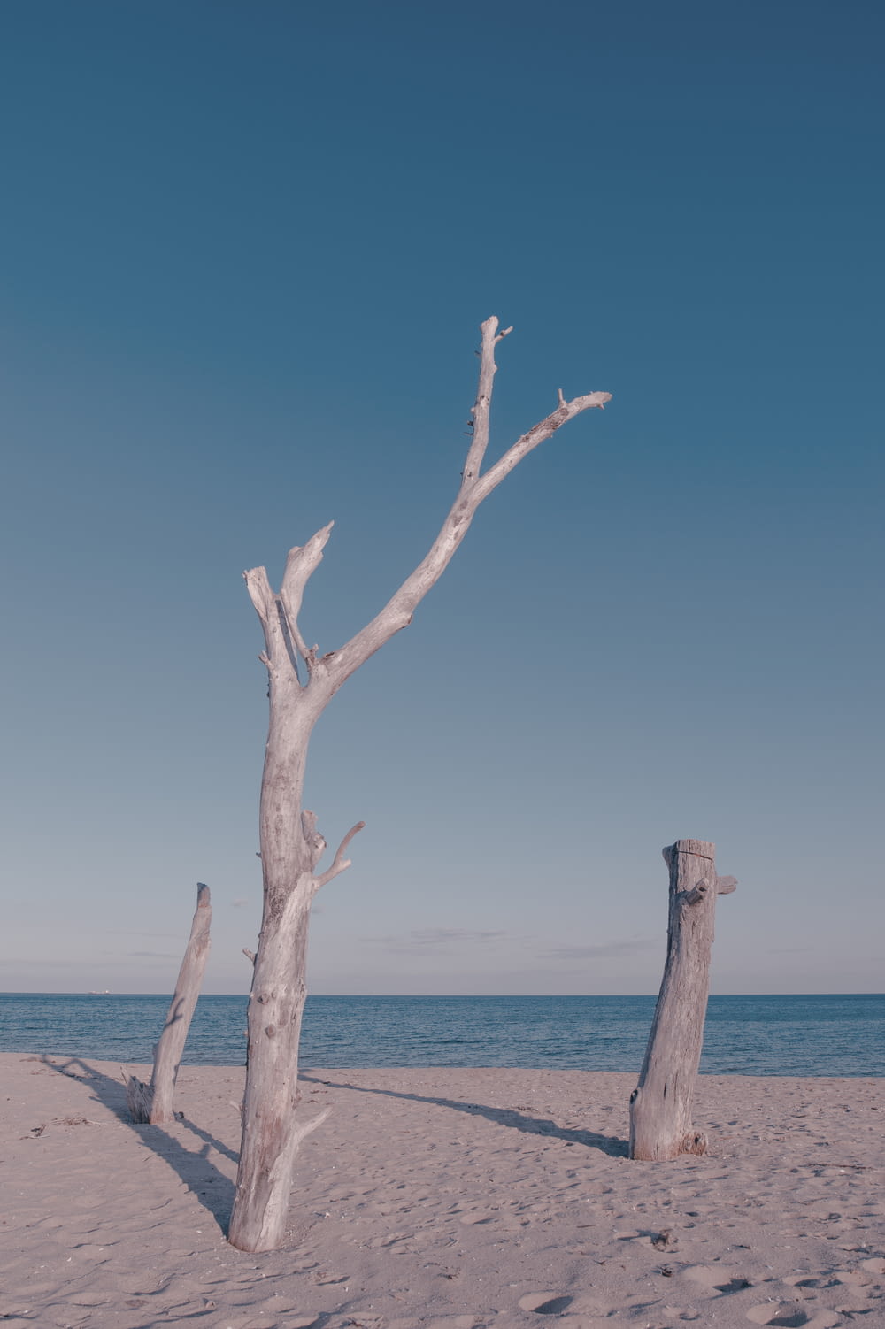 a tree that is standing in the sand