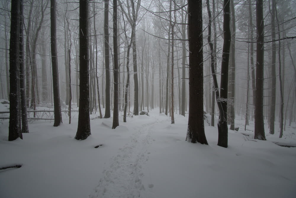 uma trilha através de uma floresta nevada com pegadas na neve