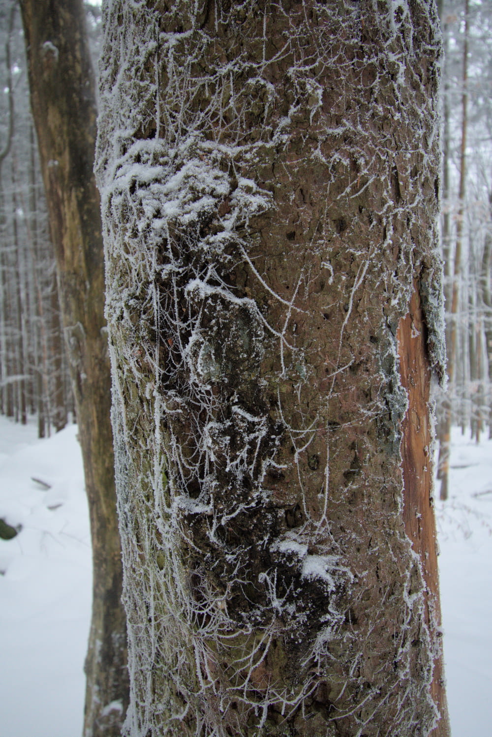 uma árvore que está coberta de neve na floresta