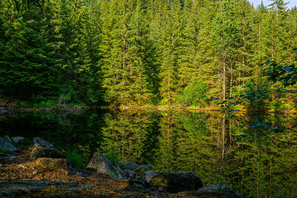a forest filled with lots of trees next to a lake