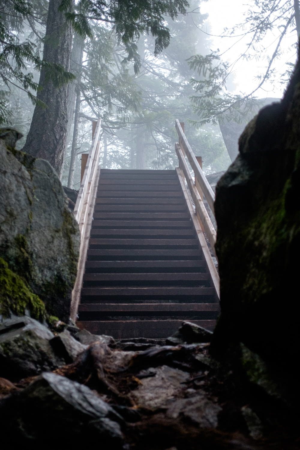 a set of stairs leading up to a forest