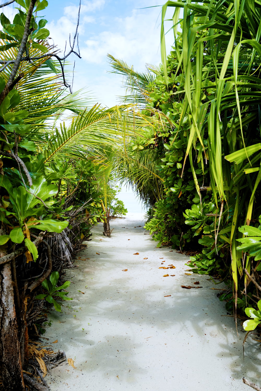 um caminho alinhado com palmeiras que levam ao oceano