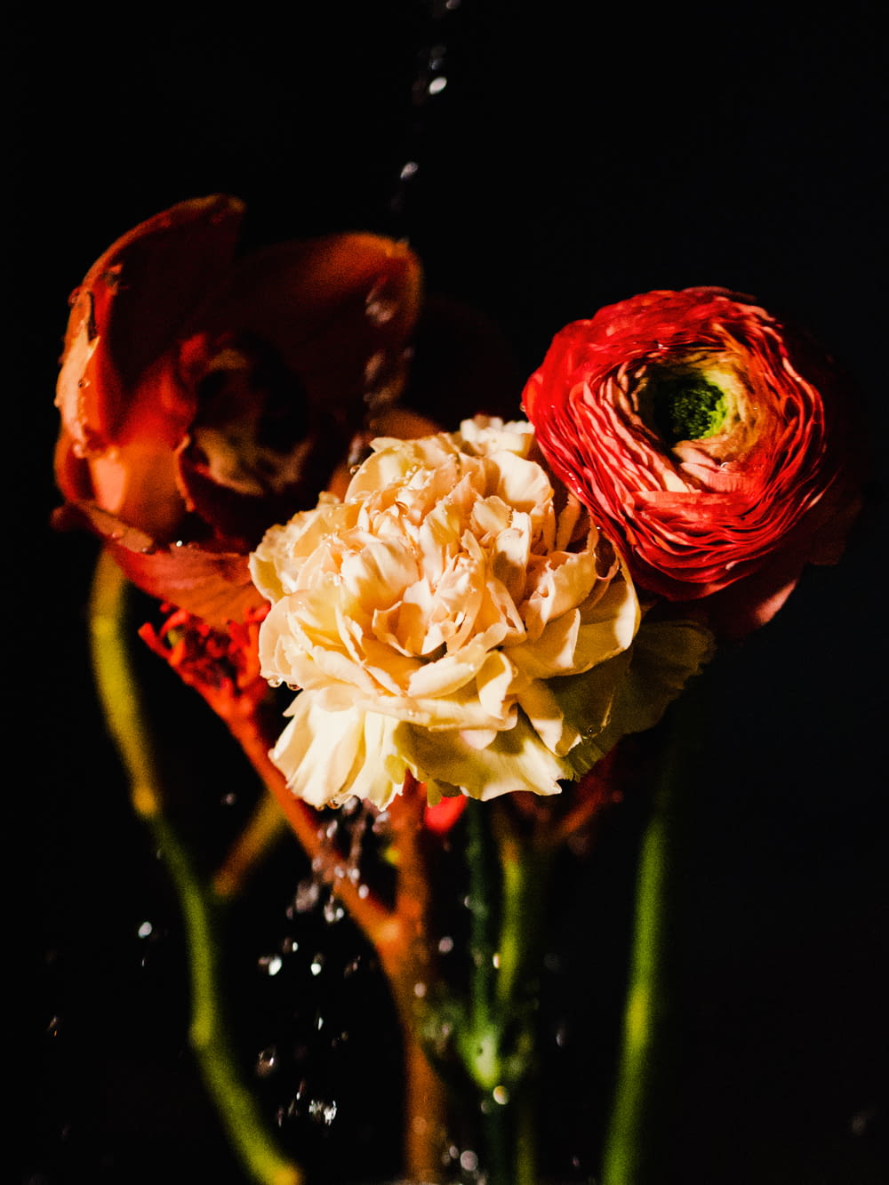 a close up of two flowers in a vase