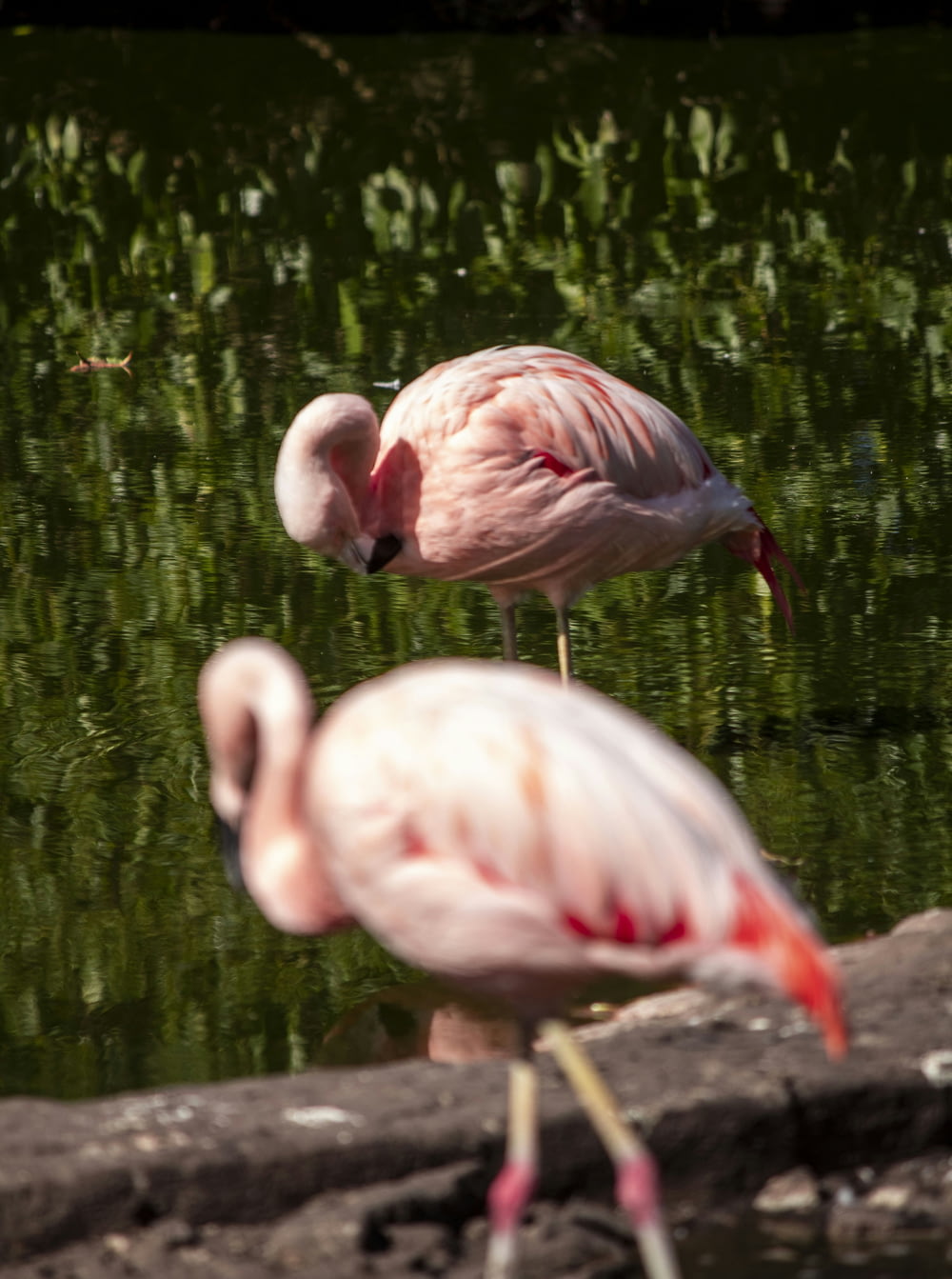 two flamingos standing next to each other near a body of water