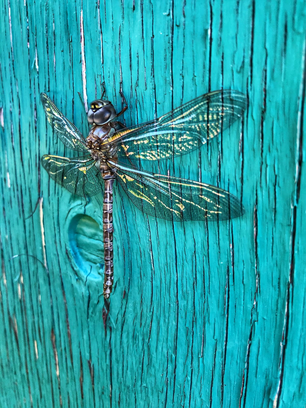 a dragonfly sitting on a wooden surface