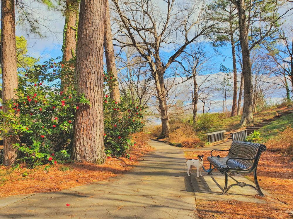 a bench and a dog on a path in a park