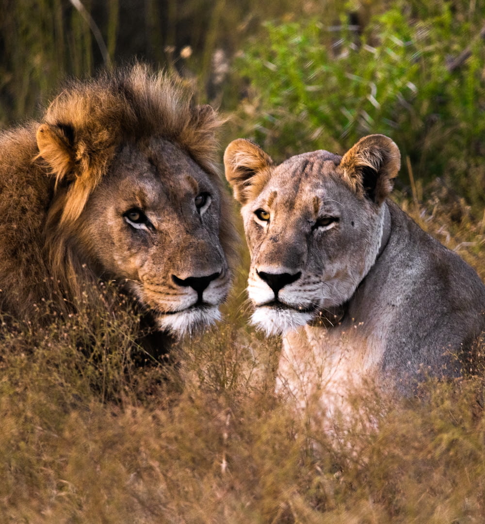 a couple of lions sitting next to each other in a field