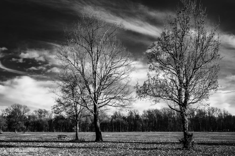 a black and white photo of two trees in a field