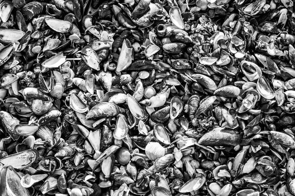 black and white photograph of mussels and clams