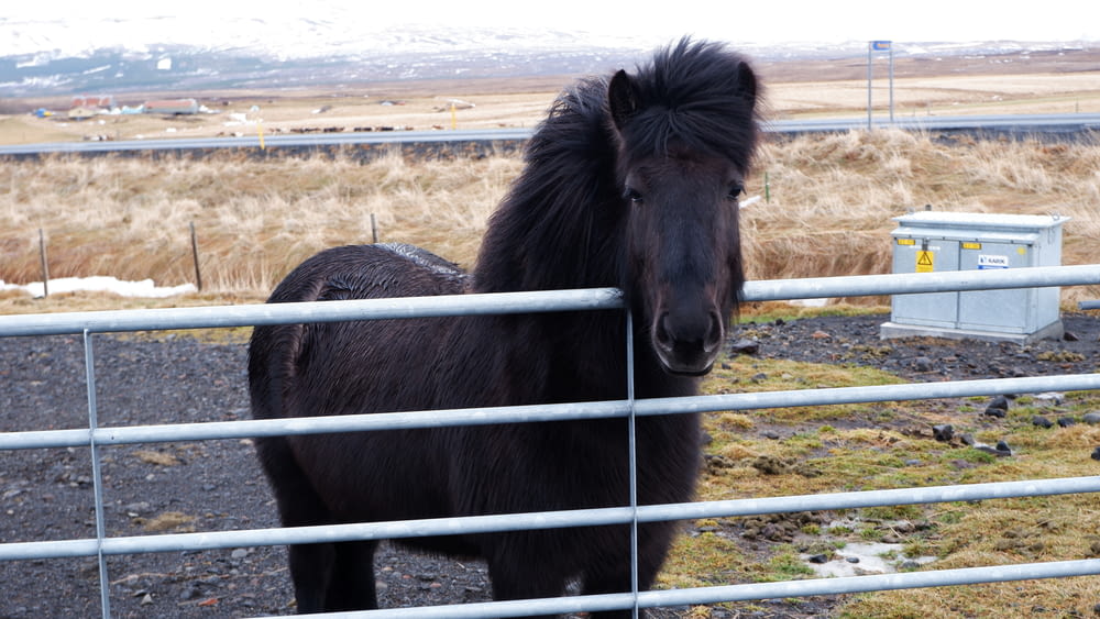 a black horse standing behind a metal fence