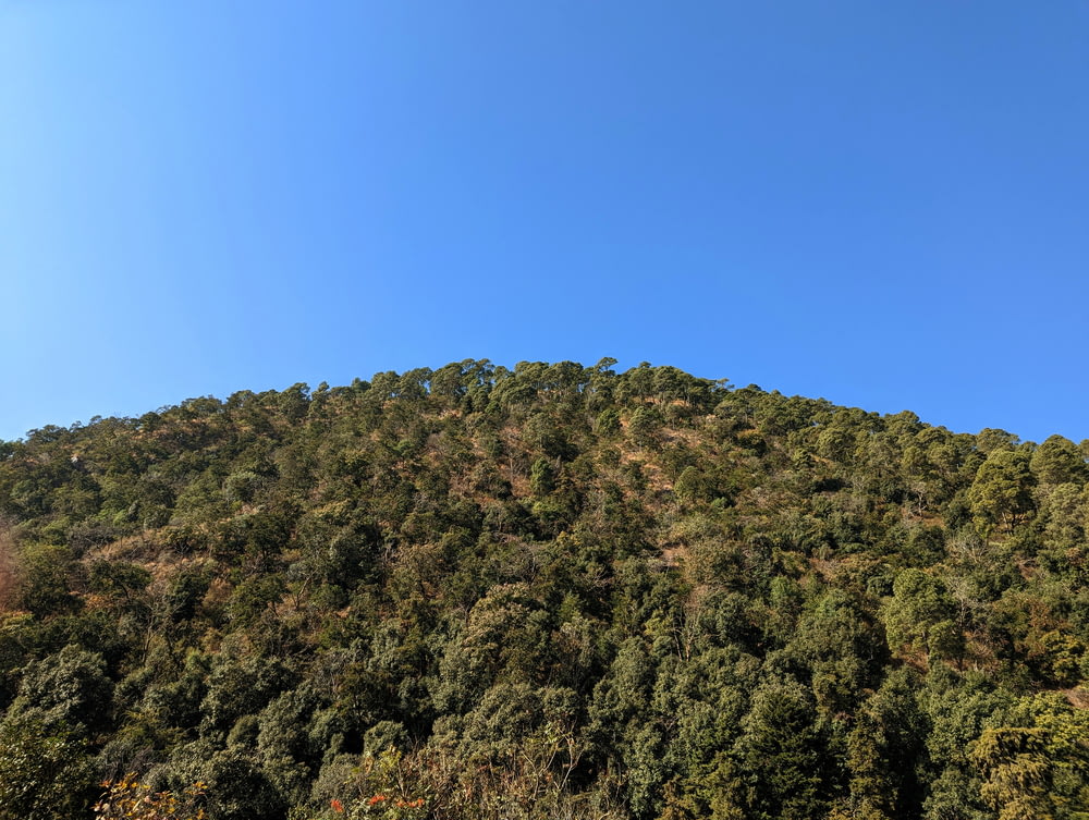 a hill with trees on the side of it
