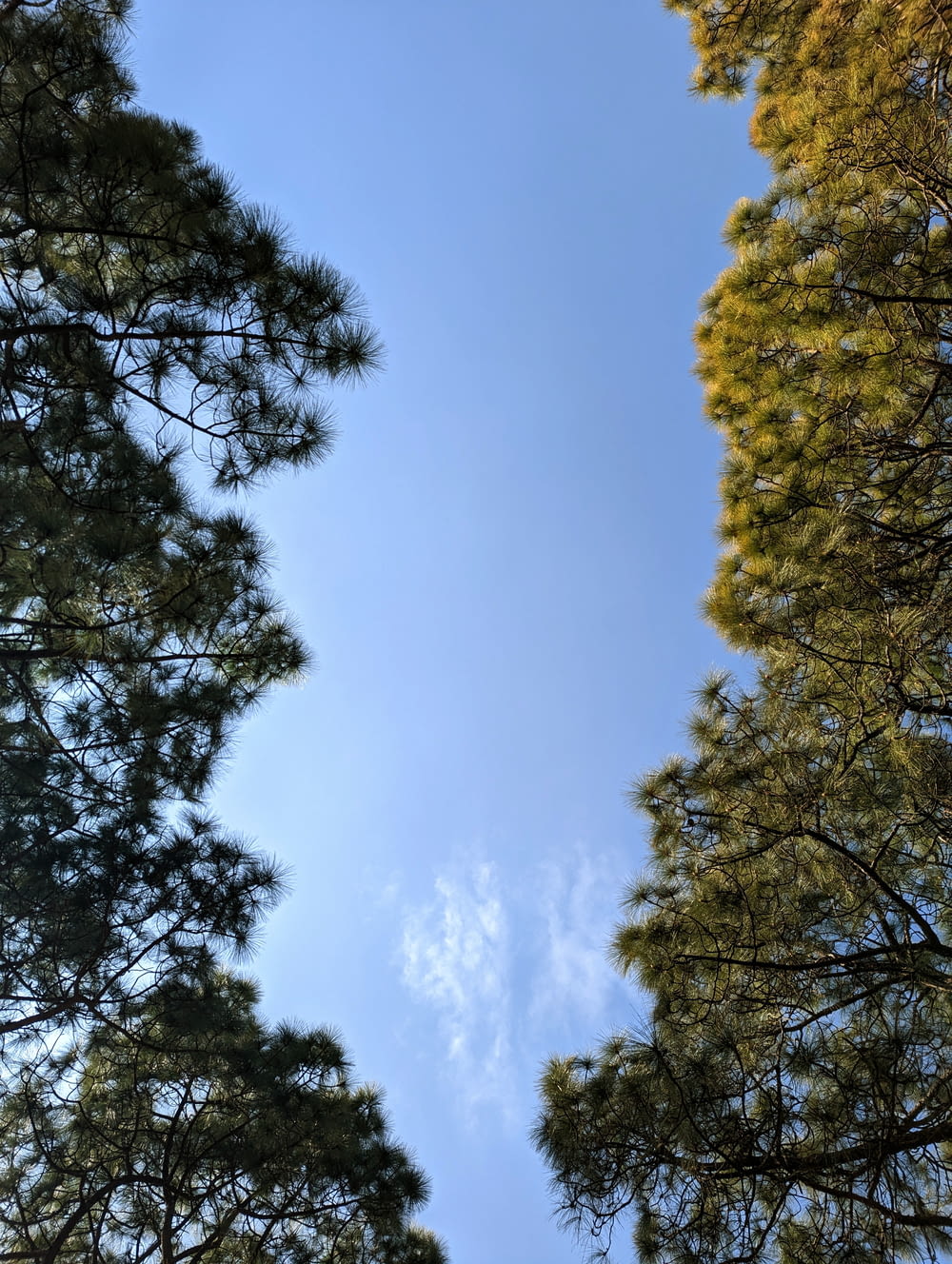 a group of trees with a blue sky in the background