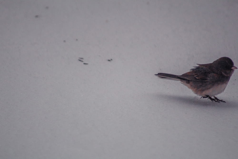 a small bird is standing in the snow