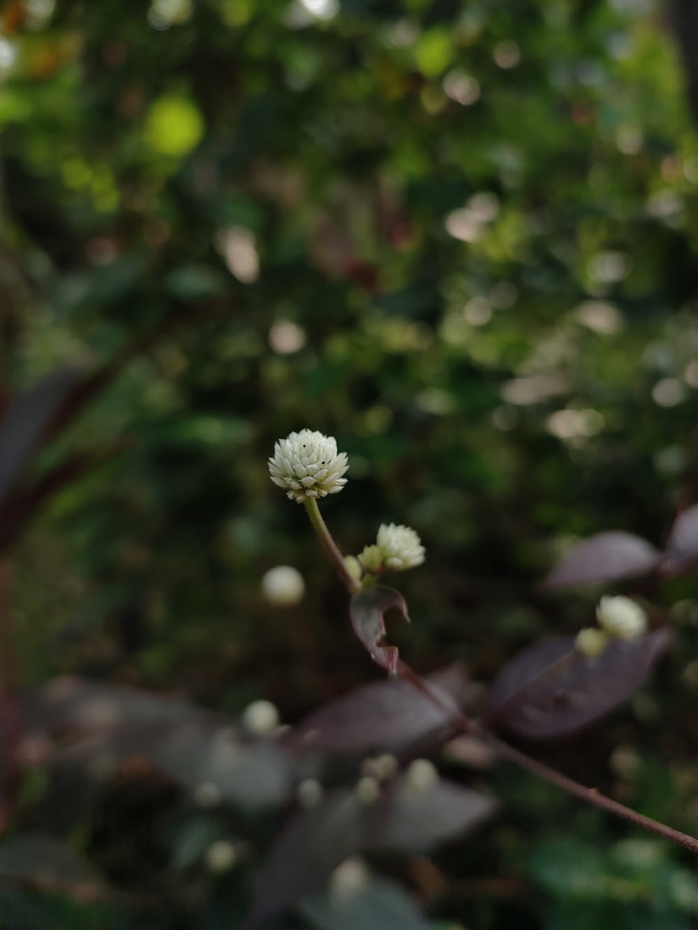 uma pequena flor branca sentada no meio de uma floresta