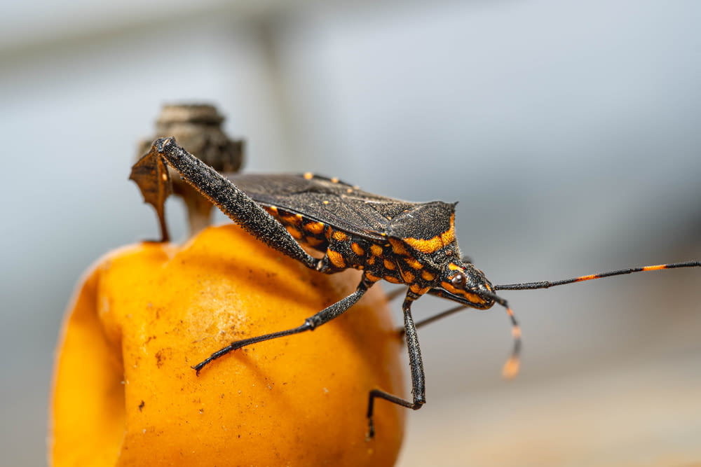 a close up of a bug on an orange