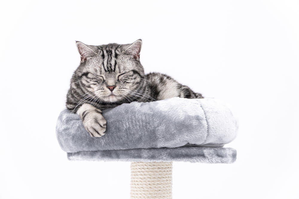 a cat laying on top of a scratching post