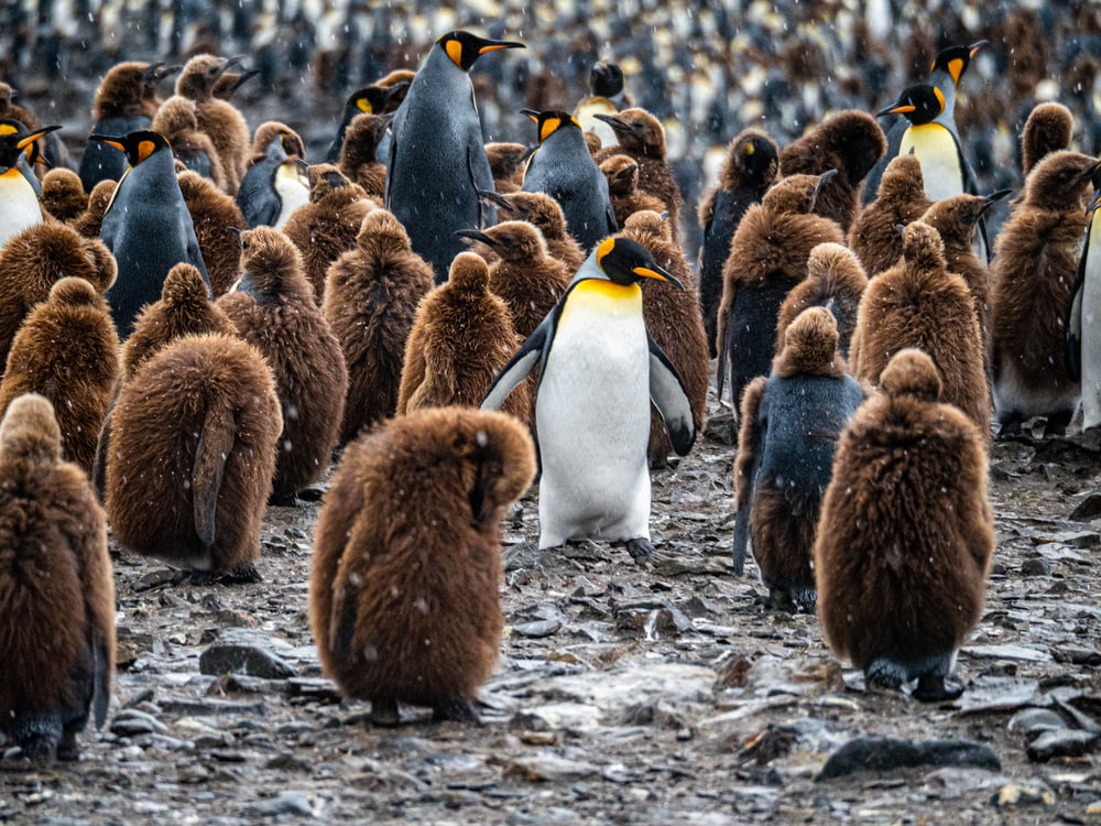 a large group of penguins standing on top of a beach
